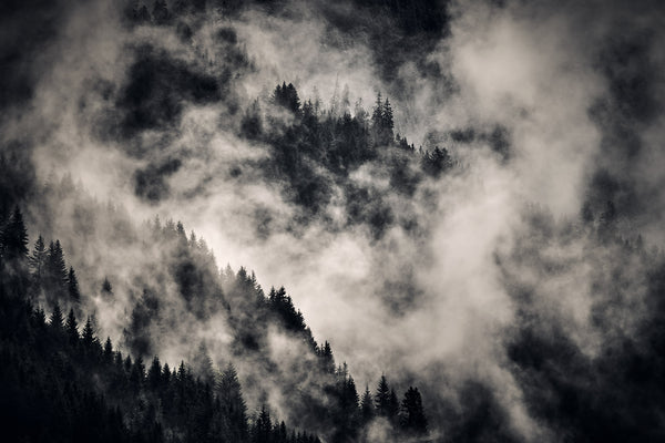 Klosters Forest #1